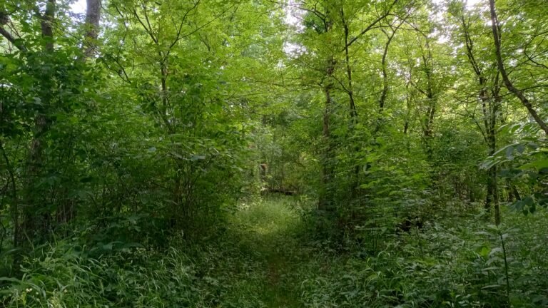 River Walk Nature Area