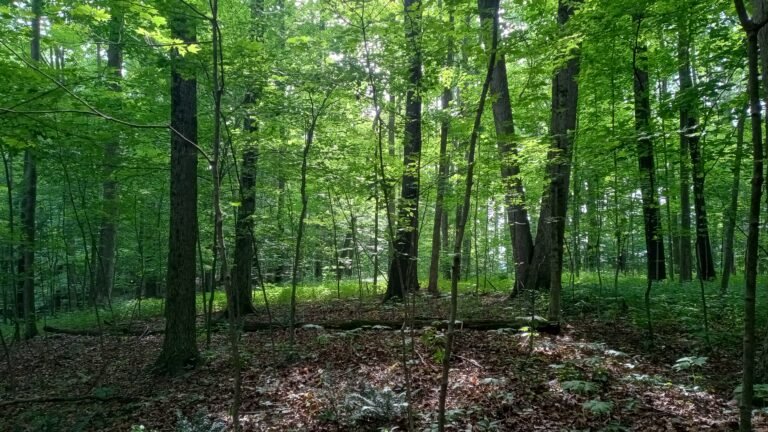 Hrouda Woods