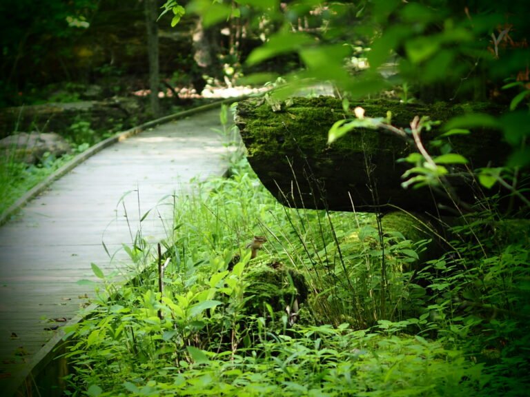 Fowler Woods State Nature Preserve