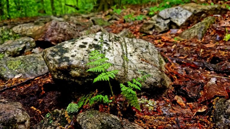 Welsh Mountain Nature Preserve